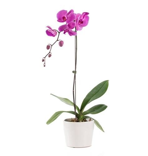 Orquídea phalaenopsis Lilás