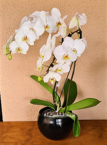 Orquídea Charme