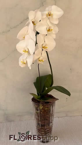 Charme de Orquídea