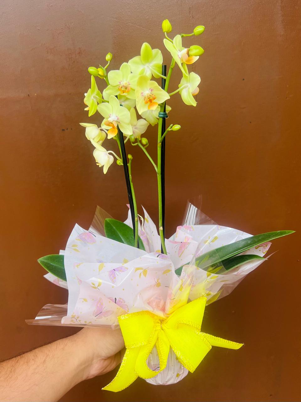 Mini orquídea plantada de cor variada